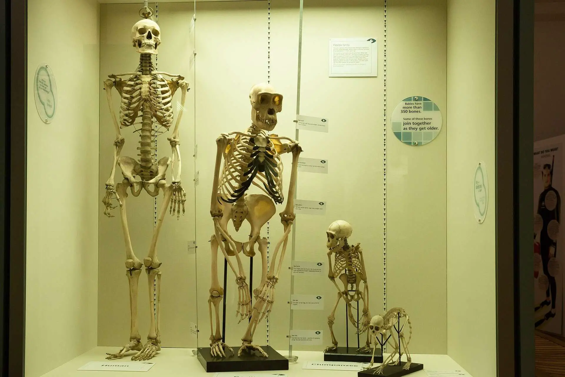 Four skeletons showing human evolution