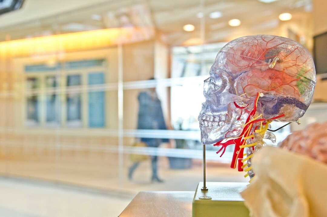 Transparent human skull